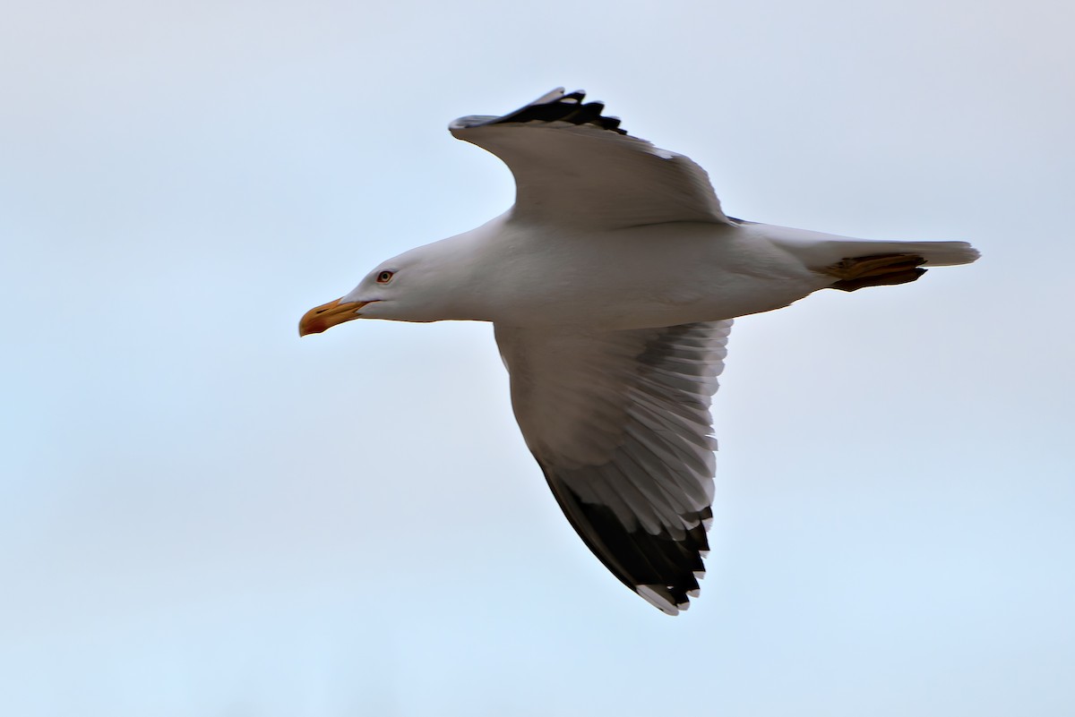 racek středomořský - ML652779836