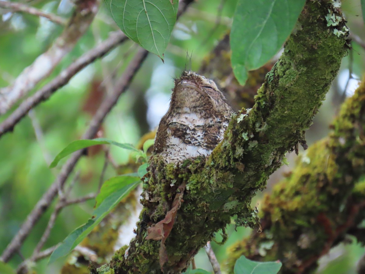 Hodgson's Frogmouth - ML652779860
