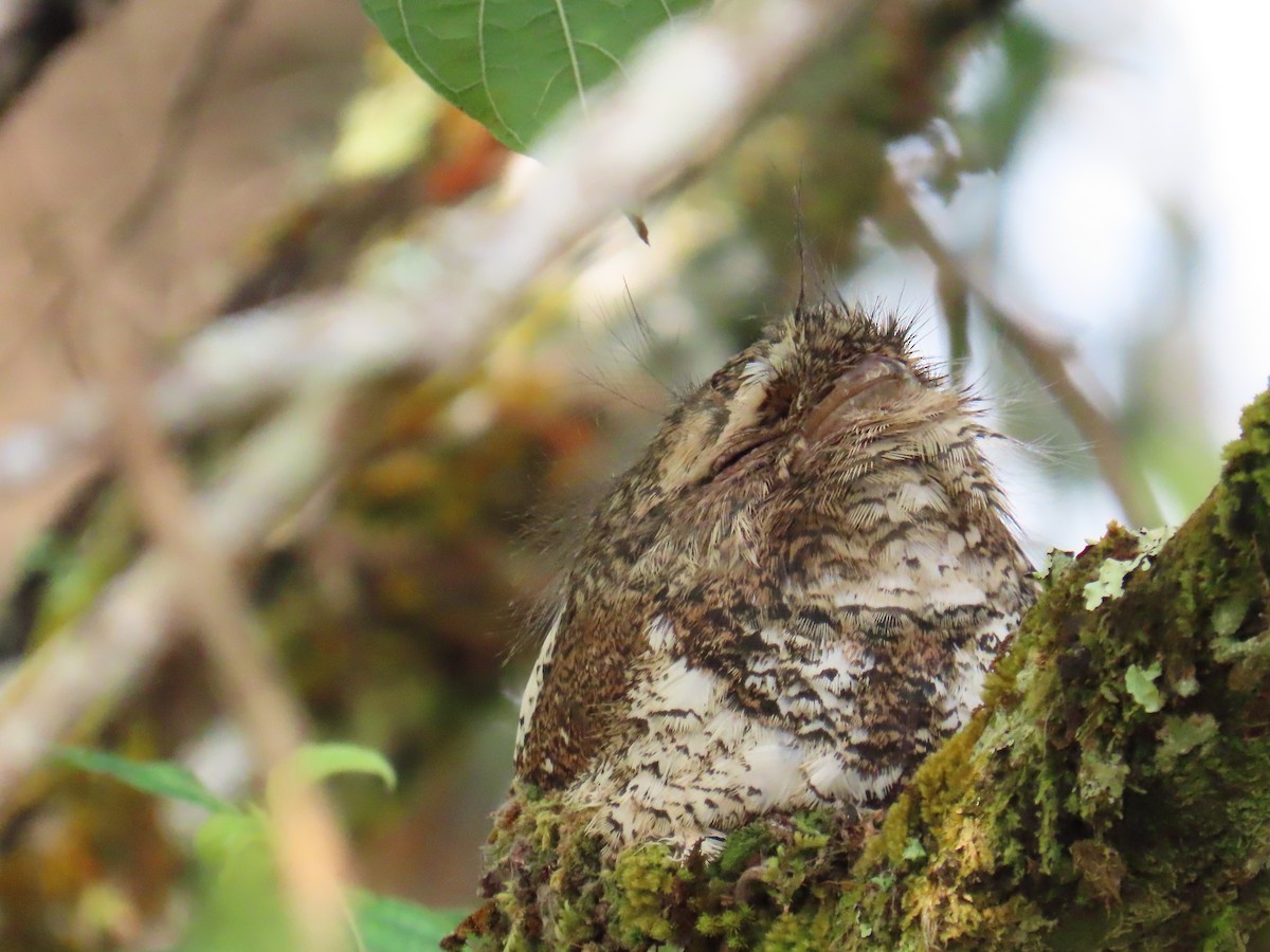 Hodgson's Frogmouth - ML652779879