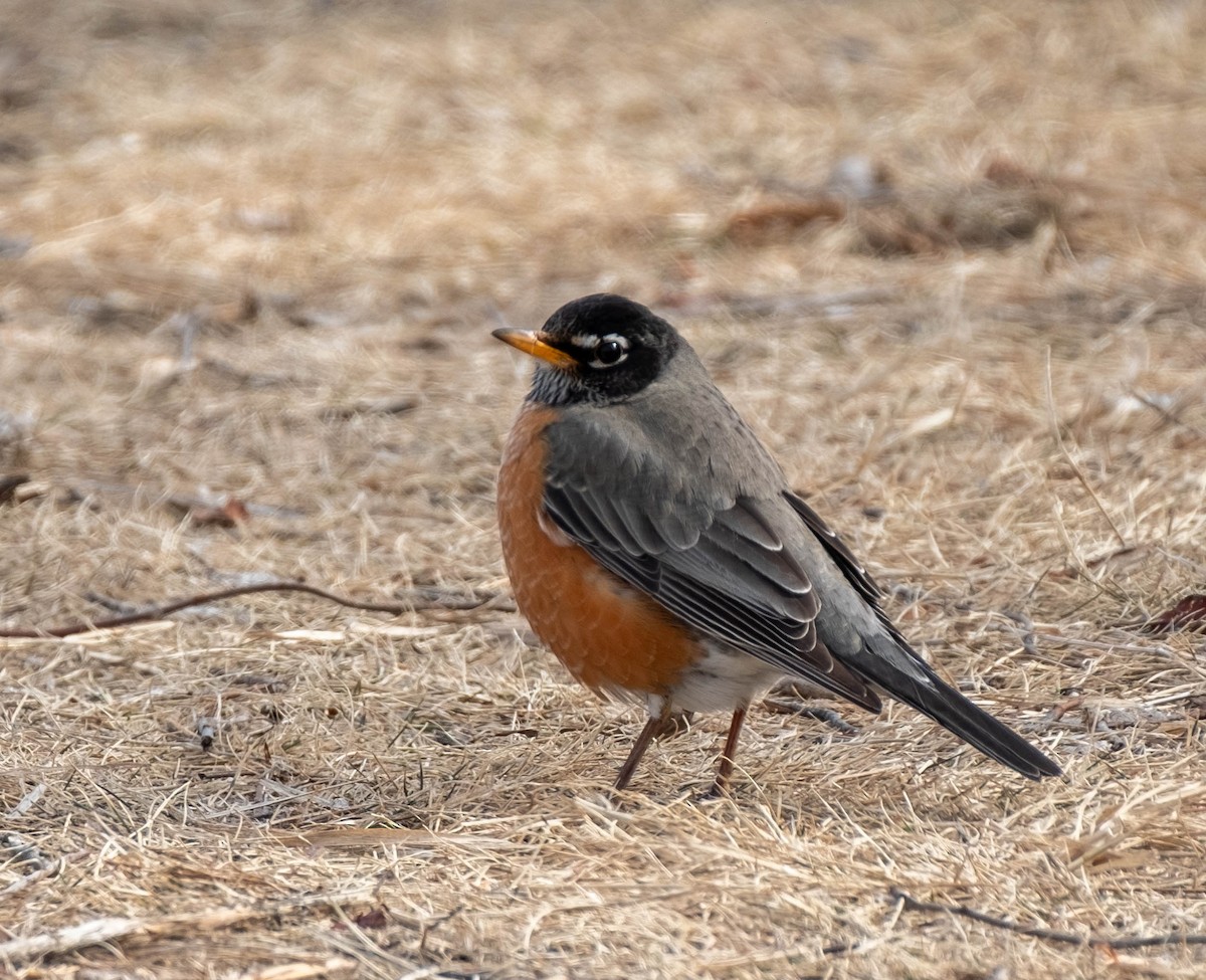 American Robin - ML652780092