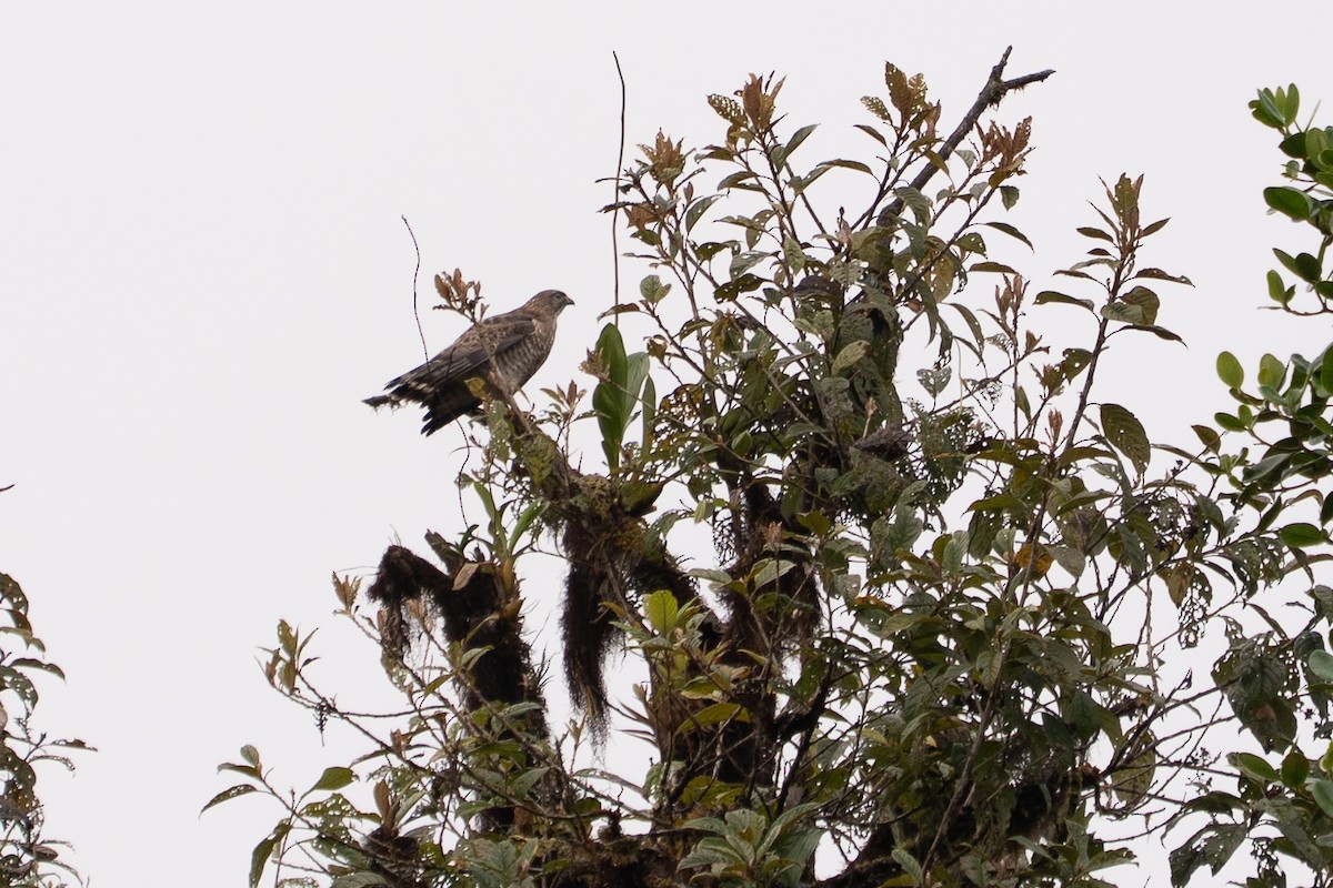 Broad-winged Hawk - ML652780258