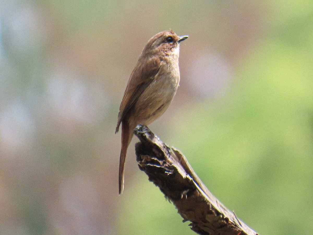 灰叢鴝 - ML652780743