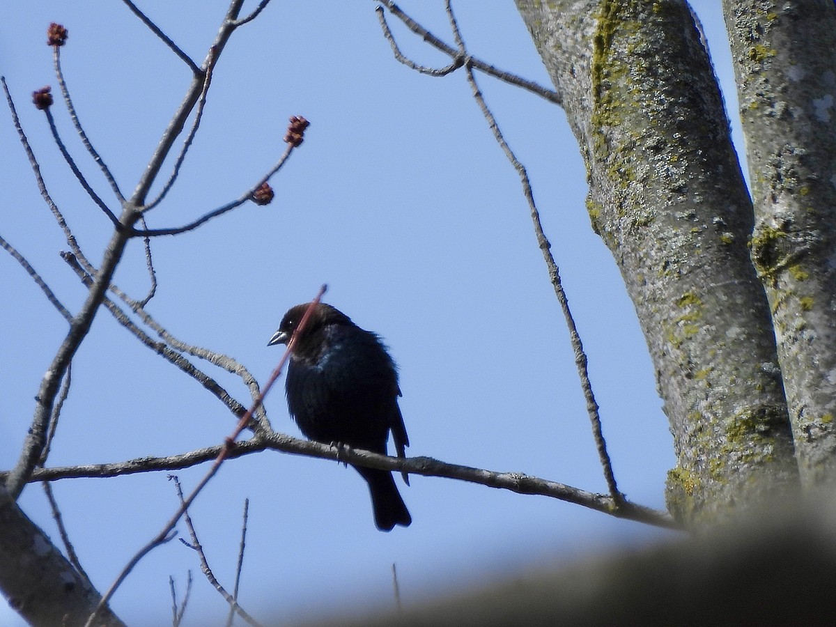 Brown-headed Cowbird - ML652780939