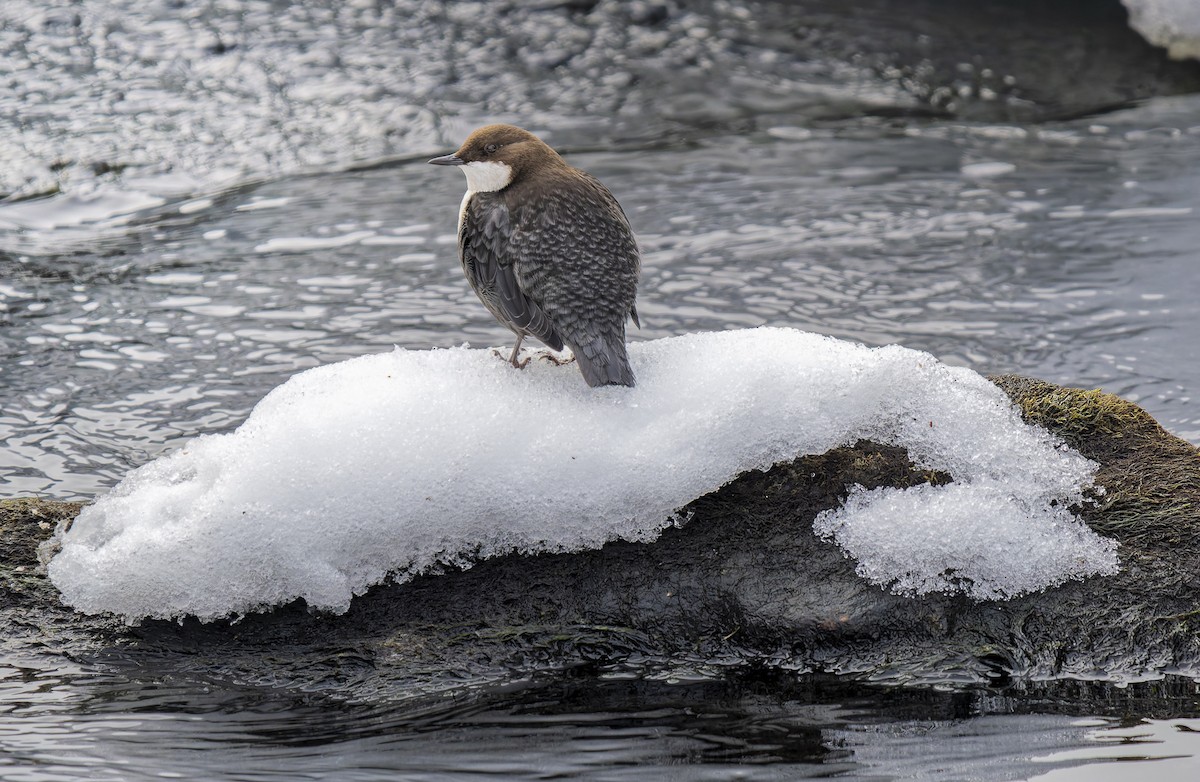 ムナジロカワガラス - ML652782312