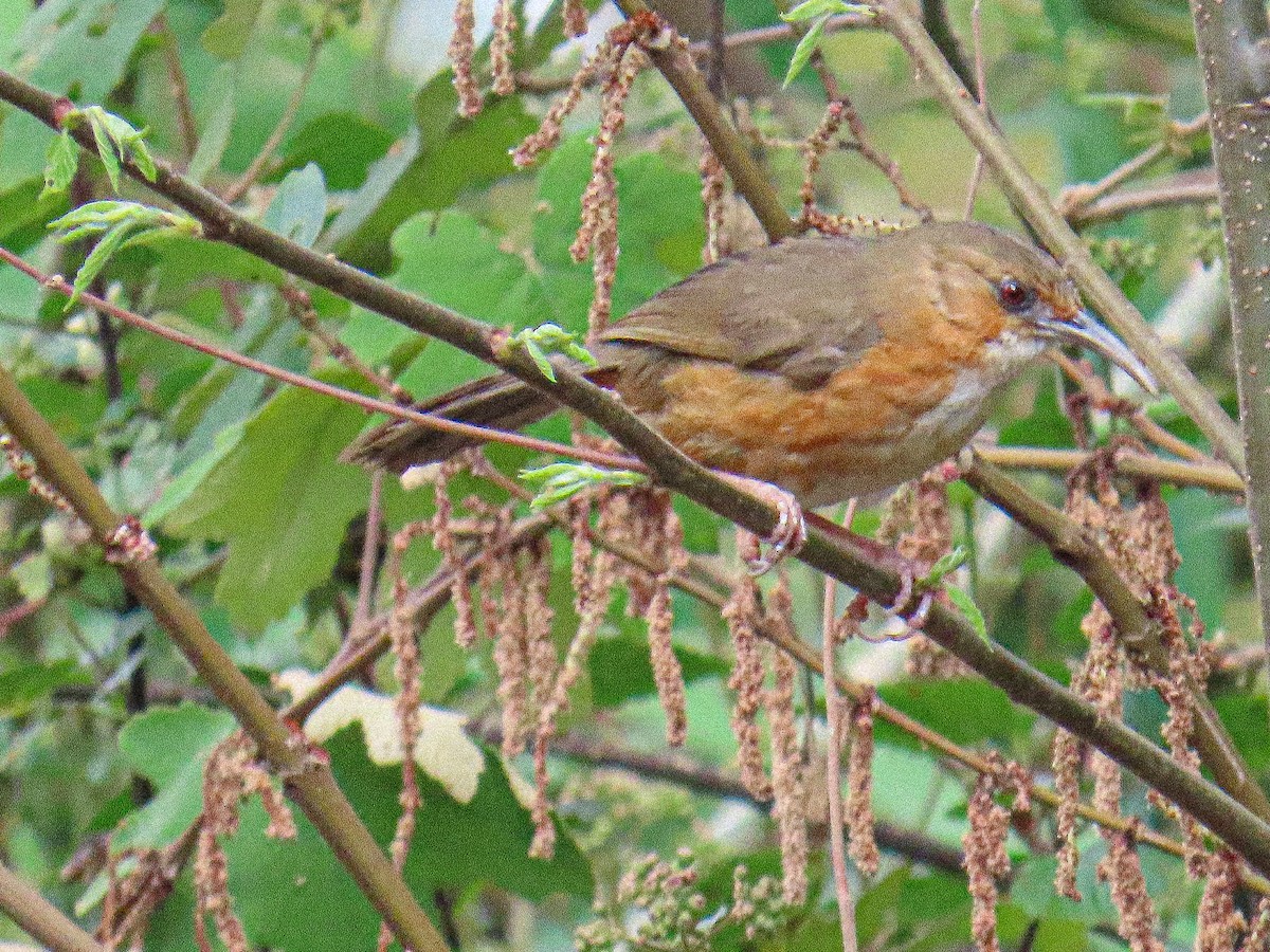 Red-eyed Scimitar-Babbler - ML652782363