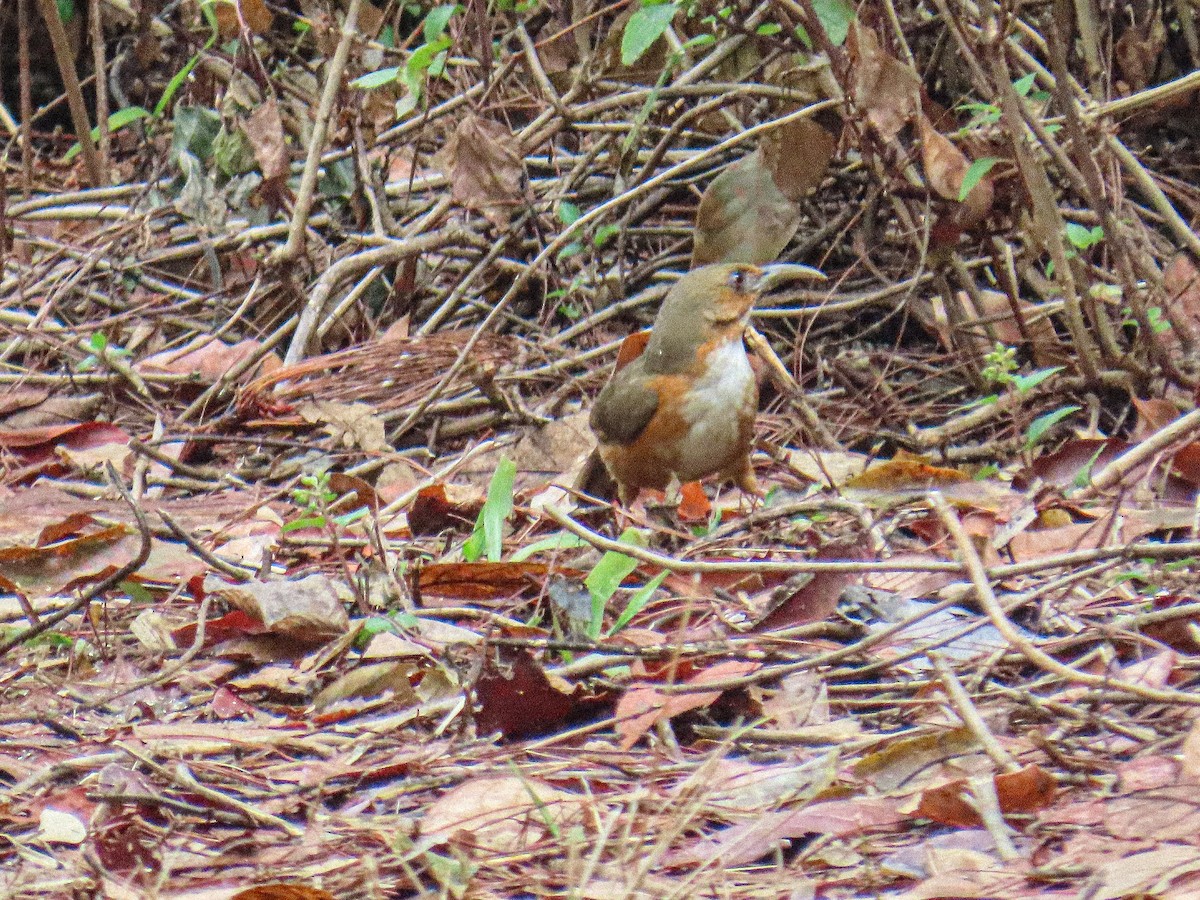 Red-eyed Scimitar-Babbler - ML652782523