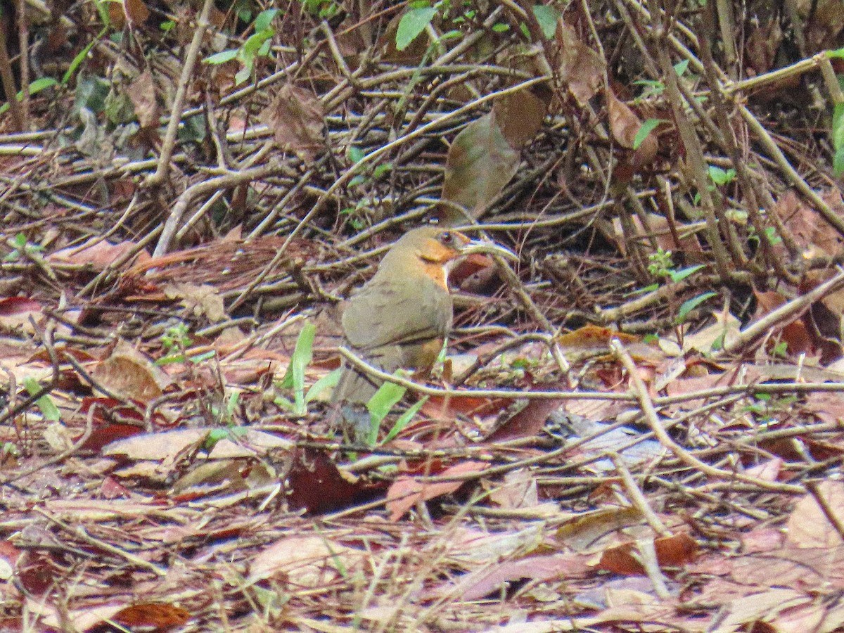 Red-eyed Scimitar-Babbler - ML652782559