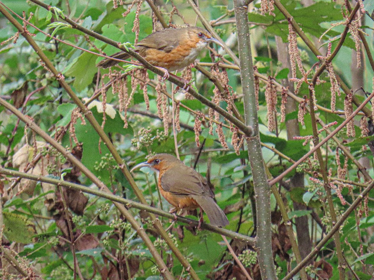 Red-eyed Scimitar-Babbler - ML652782595