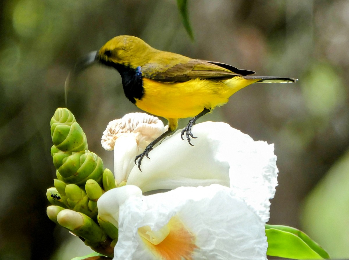 Sahul Sunbird - ML652782612