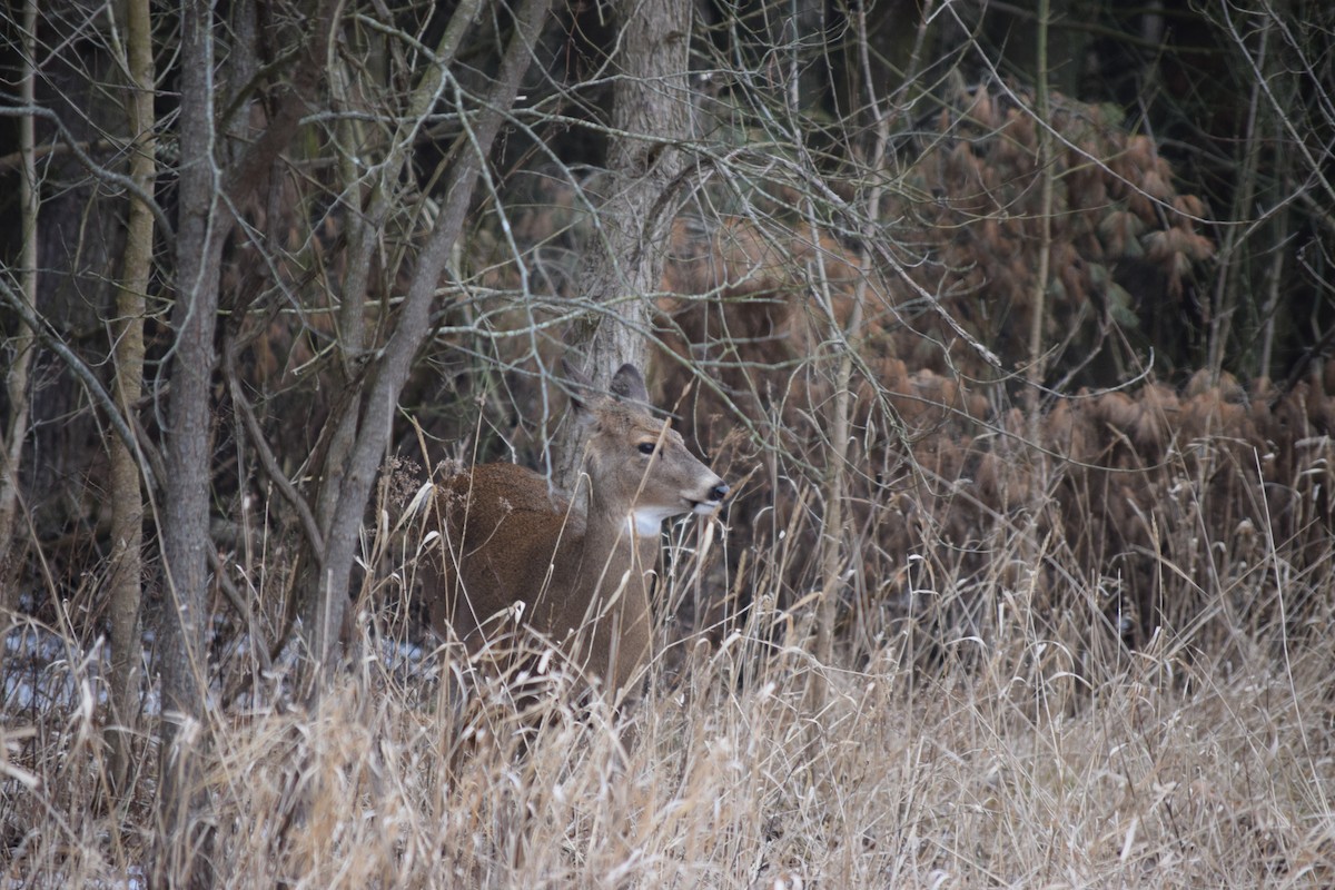 White-tailed Deer - ML652782940