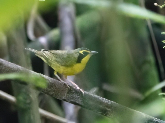 kentuckyparula - ML652783387