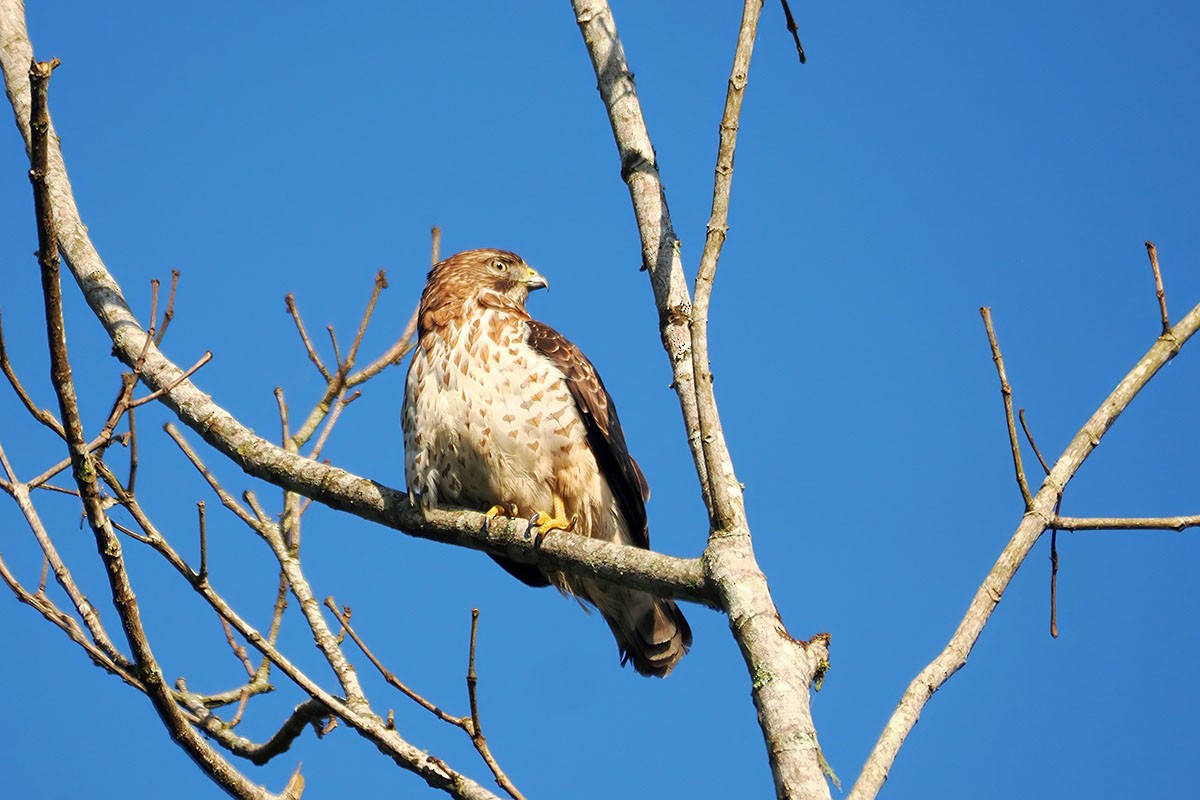 Broad-winged Hawk - ML652783981