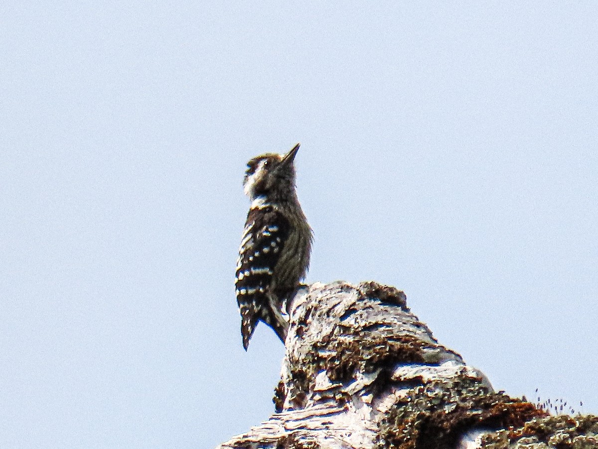 小啄木 - ML652784135