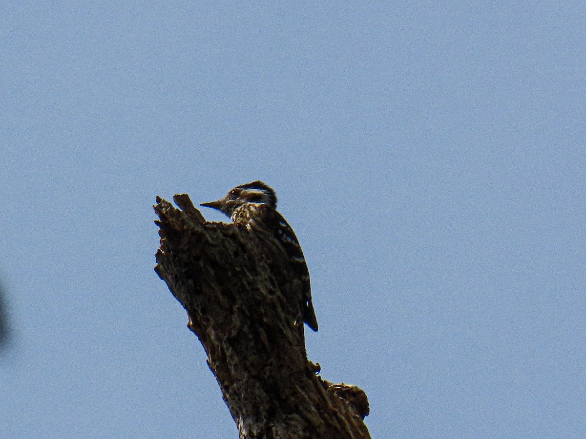 小啄木 - ML652784168