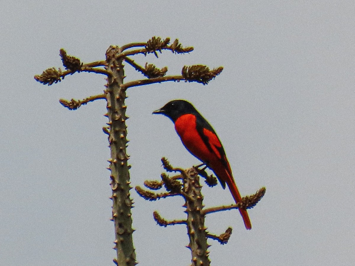 赤紅山椒鳥(speciosus群) - ML652784225