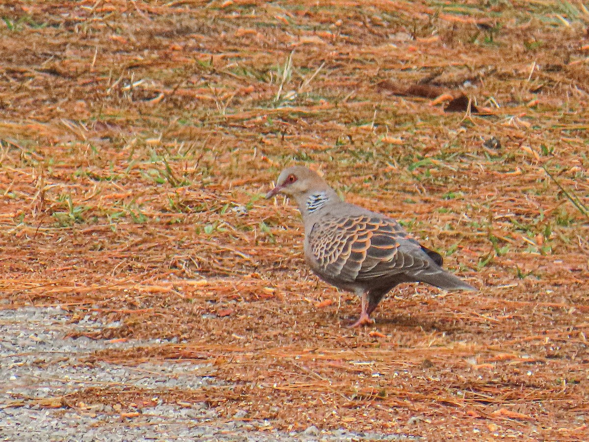 金背鳩 - ML652784312