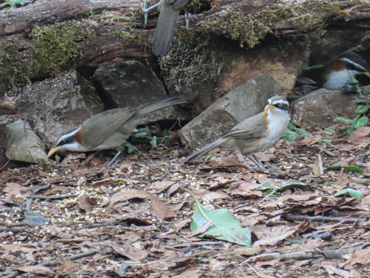 White-browed Scimitar-Babbler - ML652784360