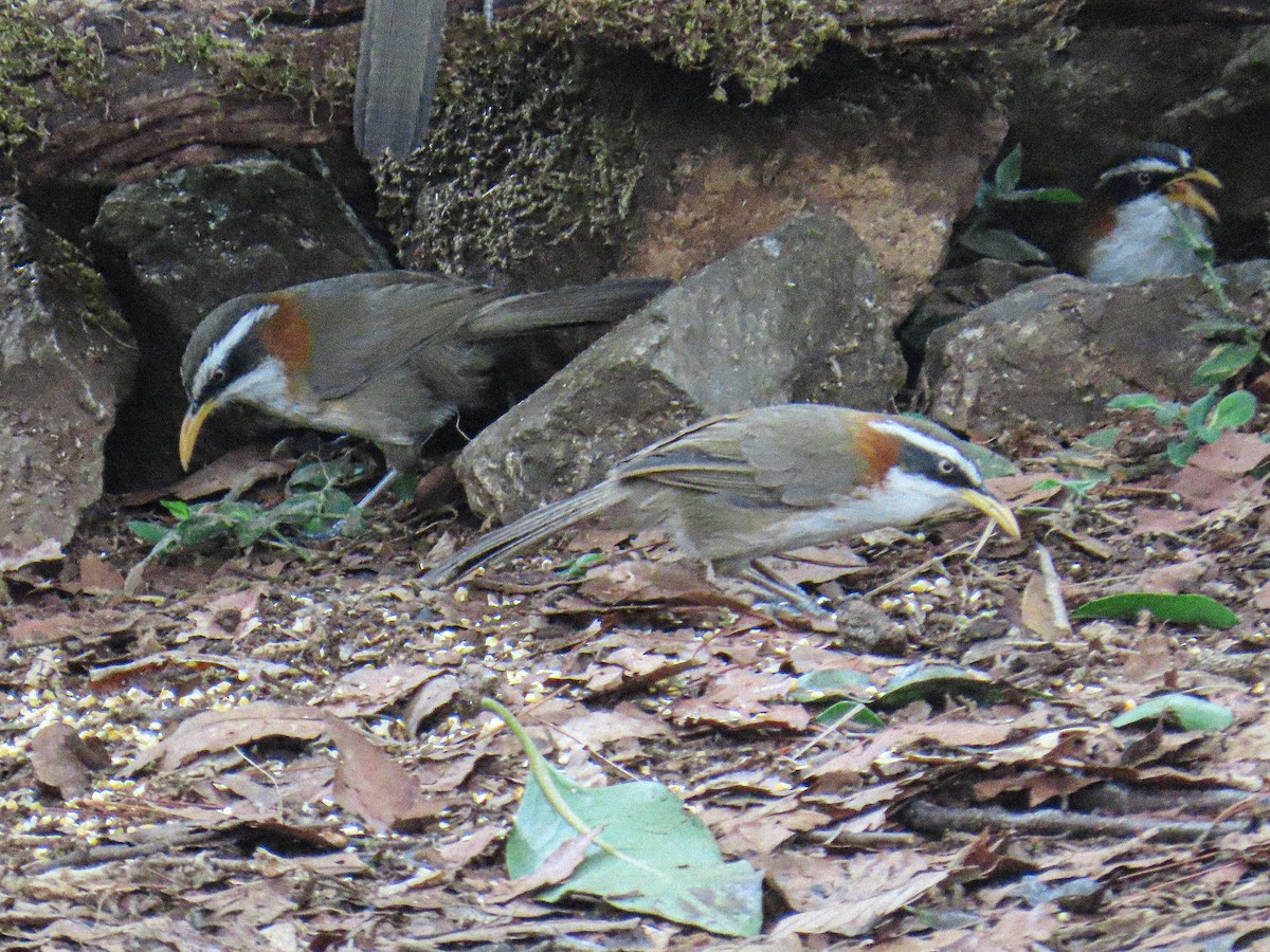 White-browed Scimitar-Babbler - ML652784386