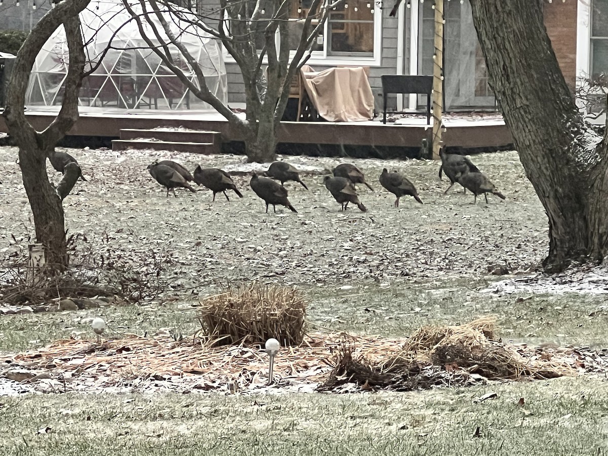 Indioilar arrunta - ML652784453