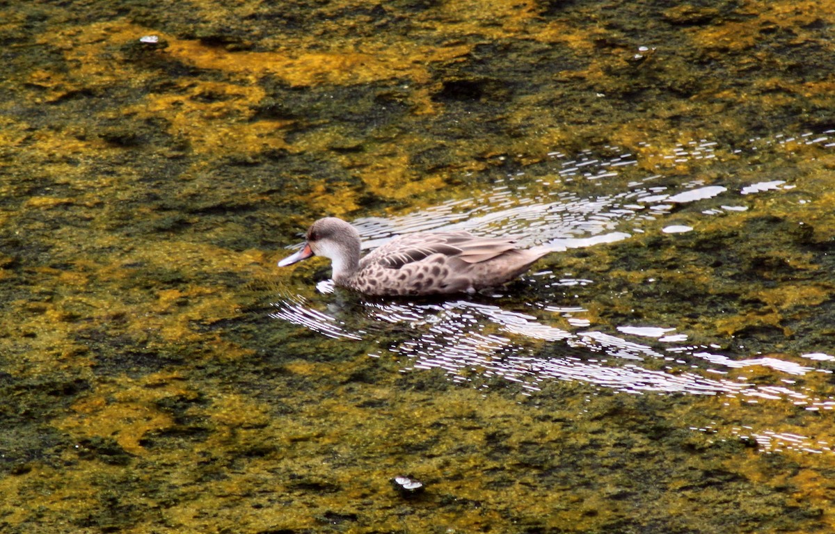 Canard des Bahamas (galapagensis) - ML652785033