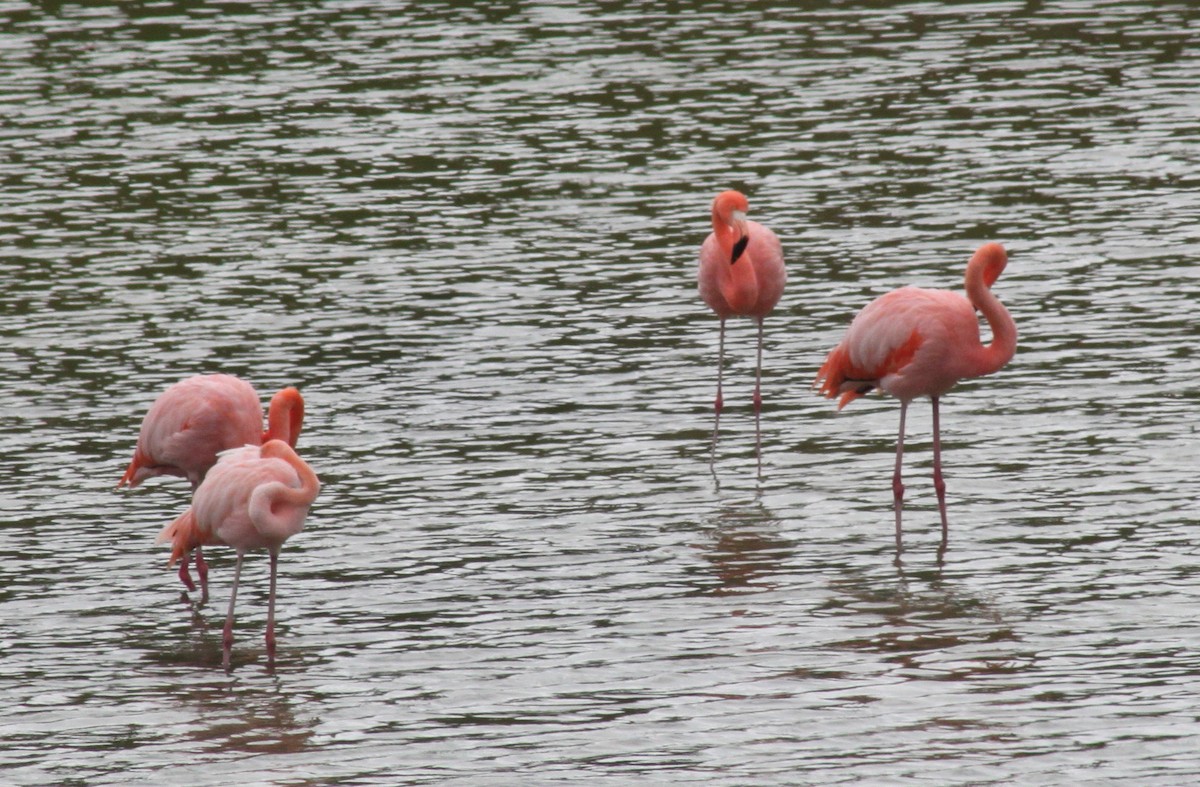 Flamant des Caraïbes - ML652785064