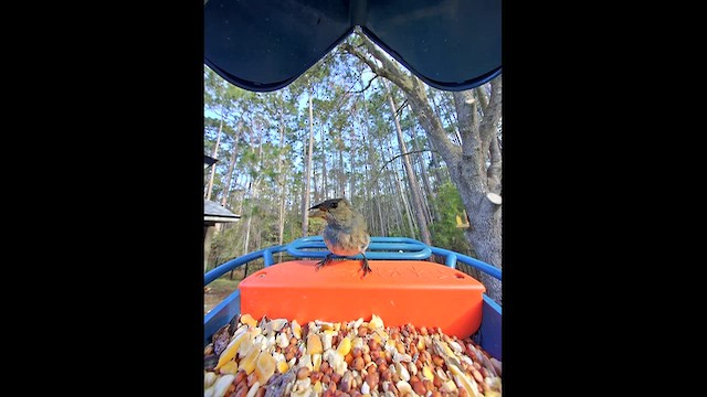 Indigo Bunting - ML652785229