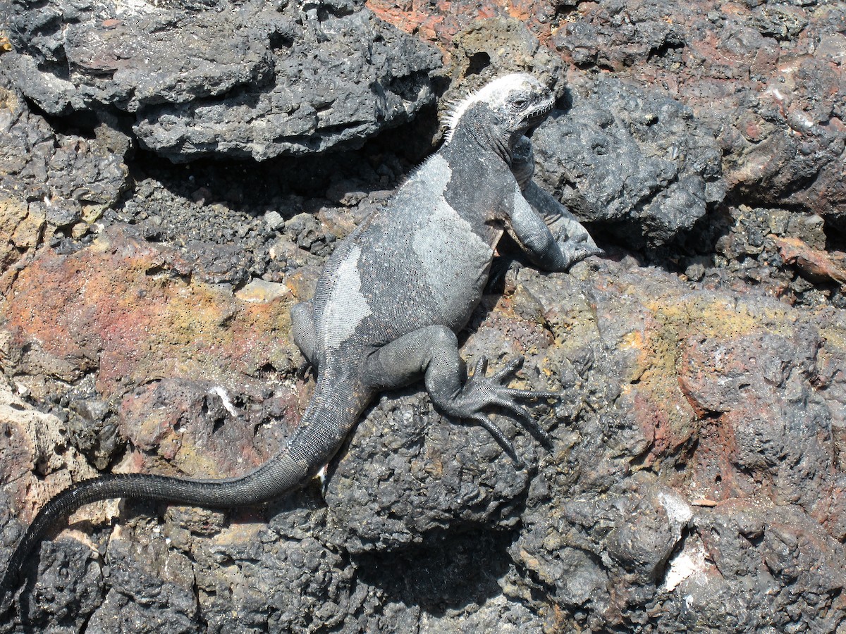 Iguane marin - ML652785335