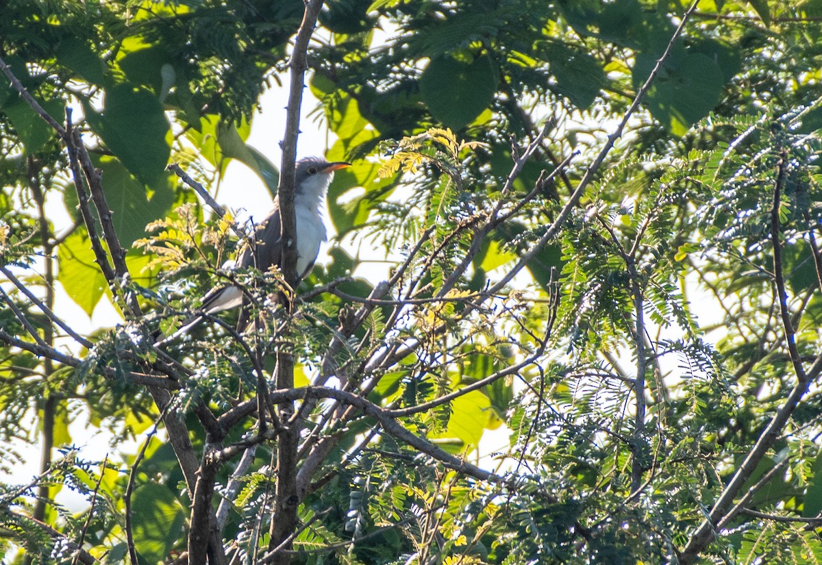 Coulicou à bec jaune - ML652785339