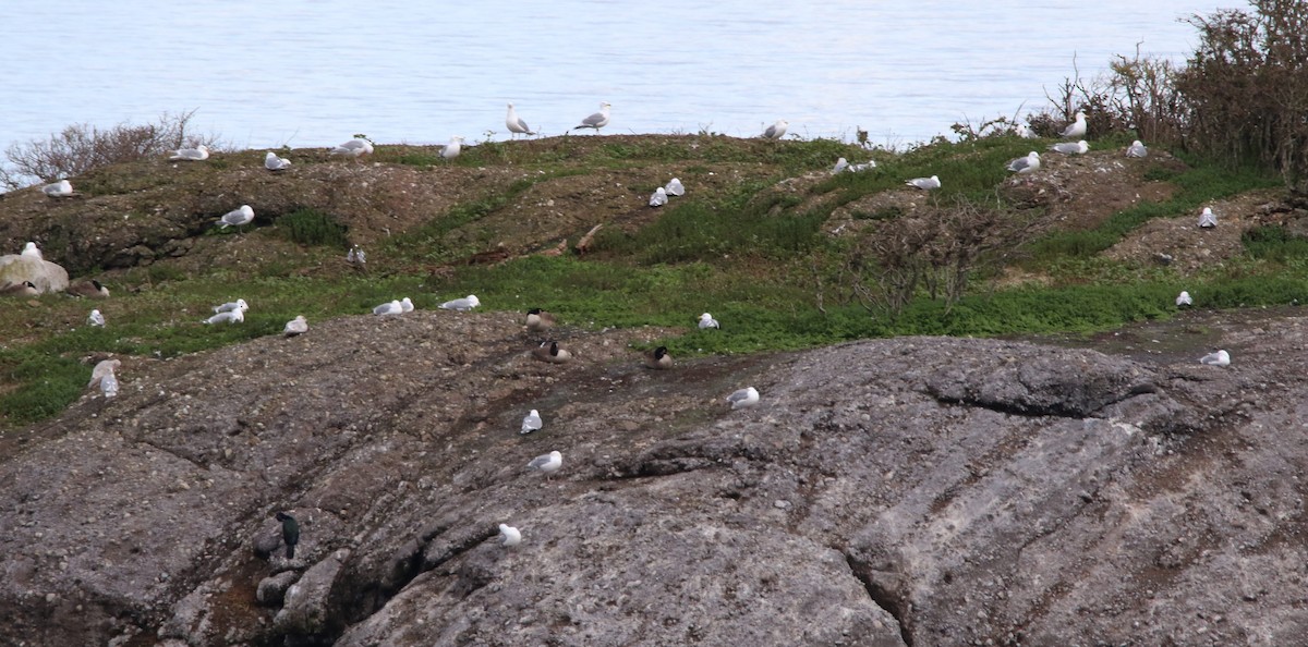 tanımsız Larinae sp. - ML652785500