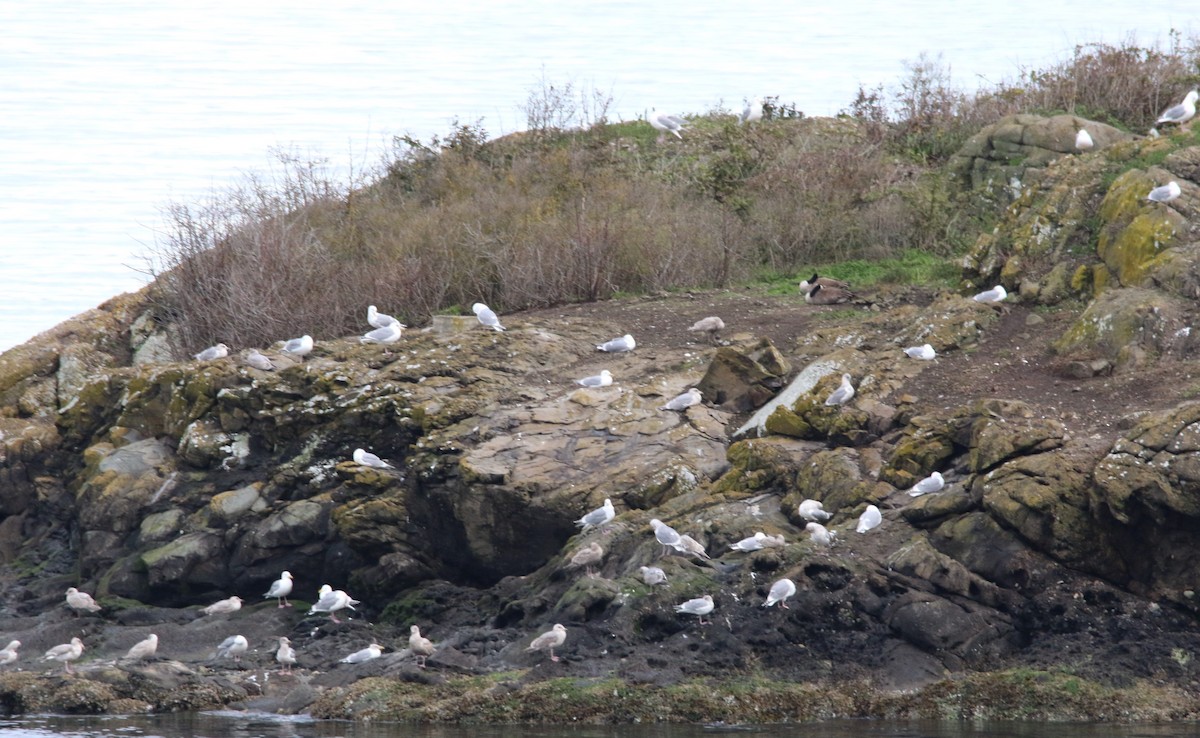 tanımsız Larinae sp. - ML652785502