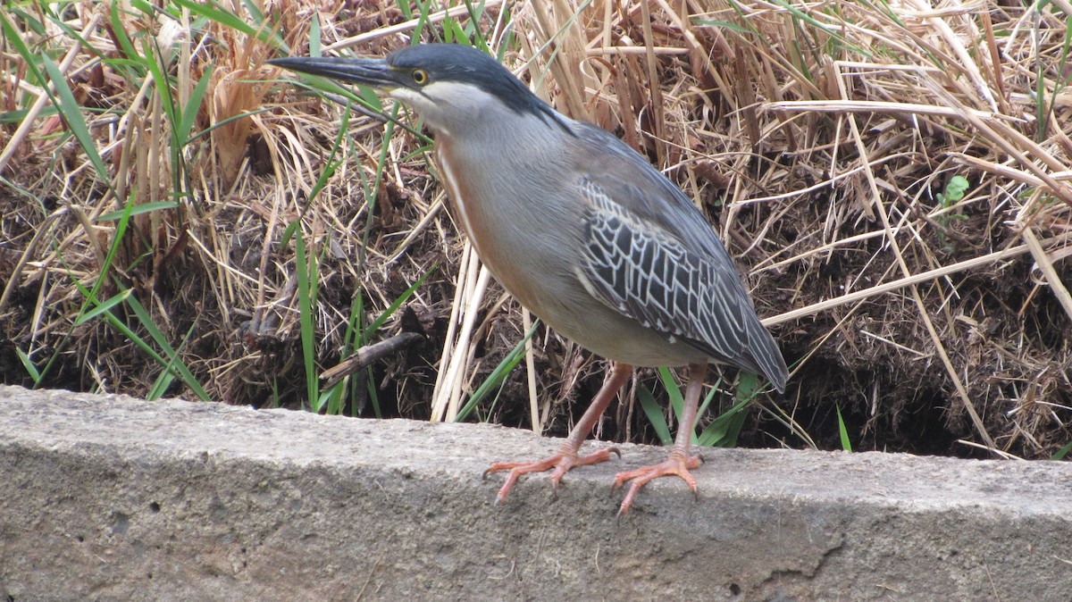Striated Heron - ML652785786