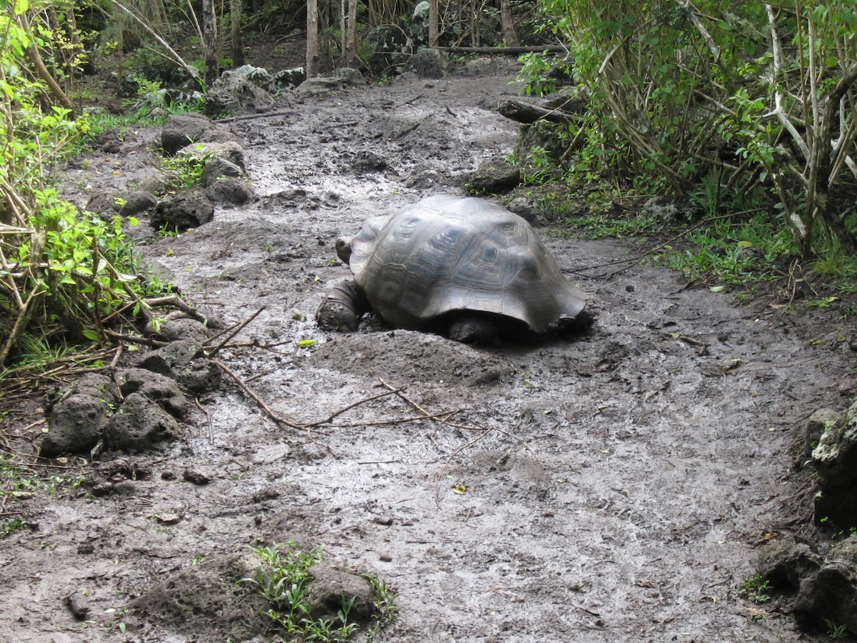 Tortue de Floreana - ML652785934