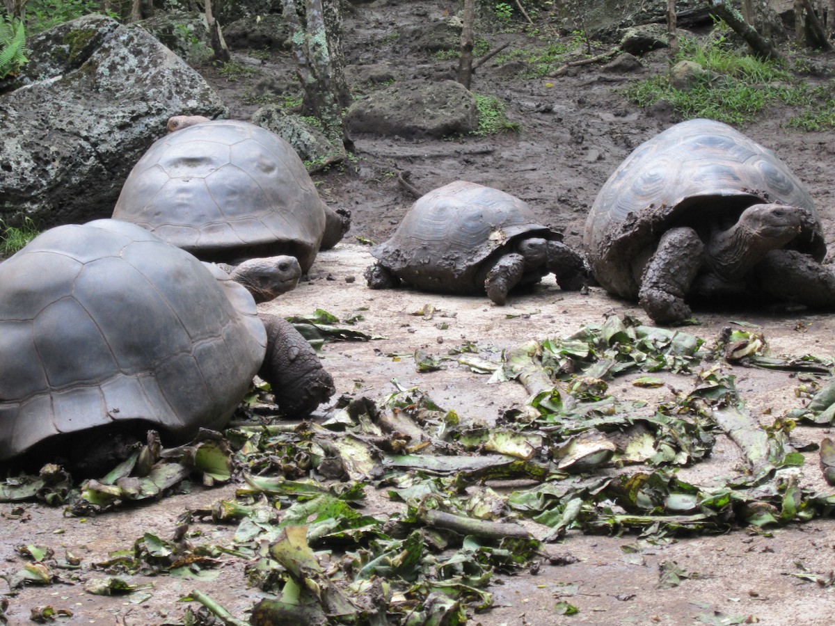 Tortue de Floreana - ML652785963