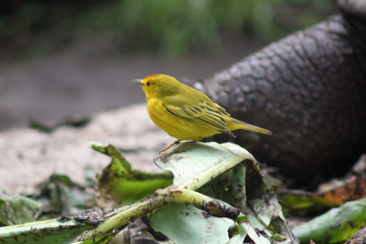 Paruline des mangroves - ML652786033