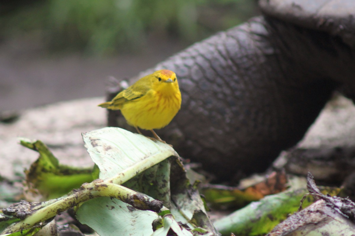 Paruline des mangroves - ML652786062