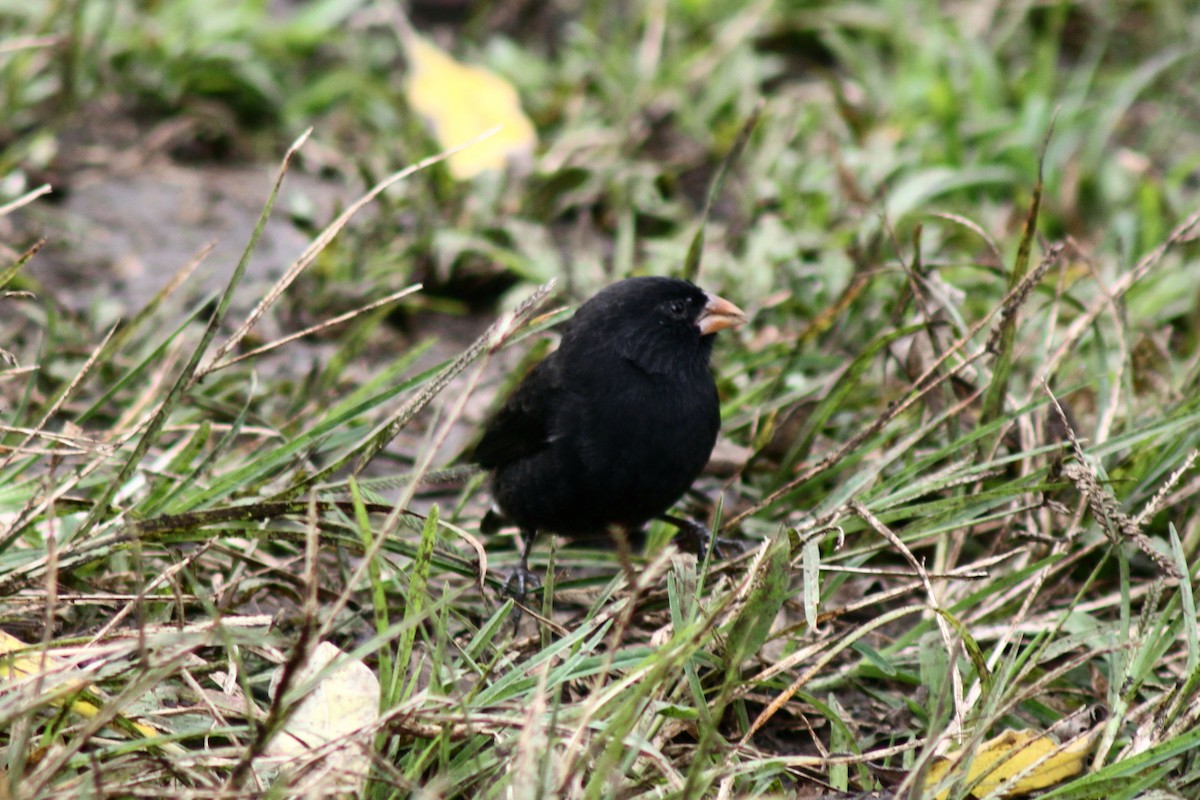 Géospize à bec moyen - ML652786151