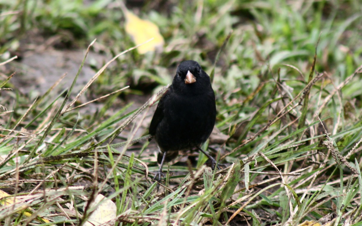 Géospize à bec moyen - ML652786191