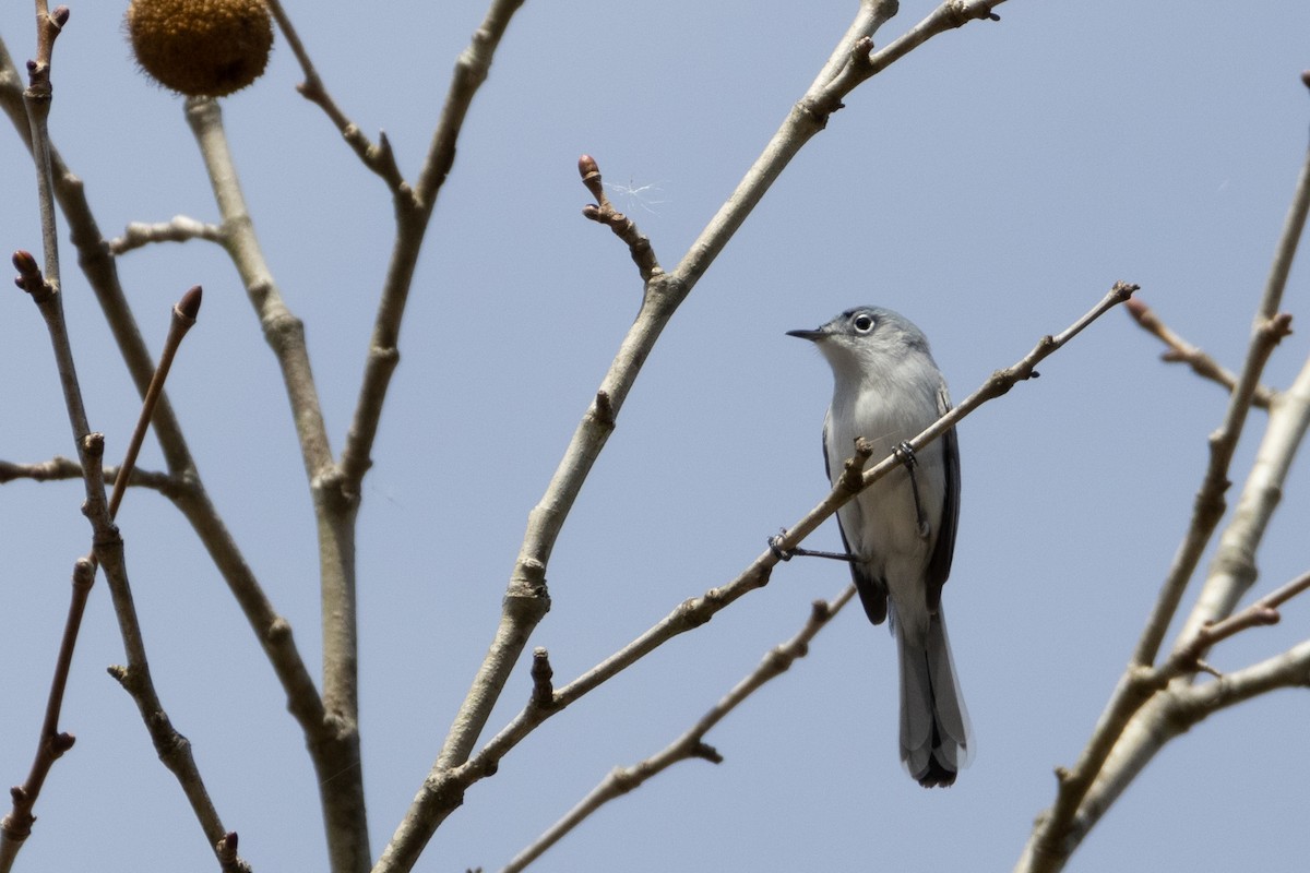 Blue-gray Gnatcatcher - ML652786300