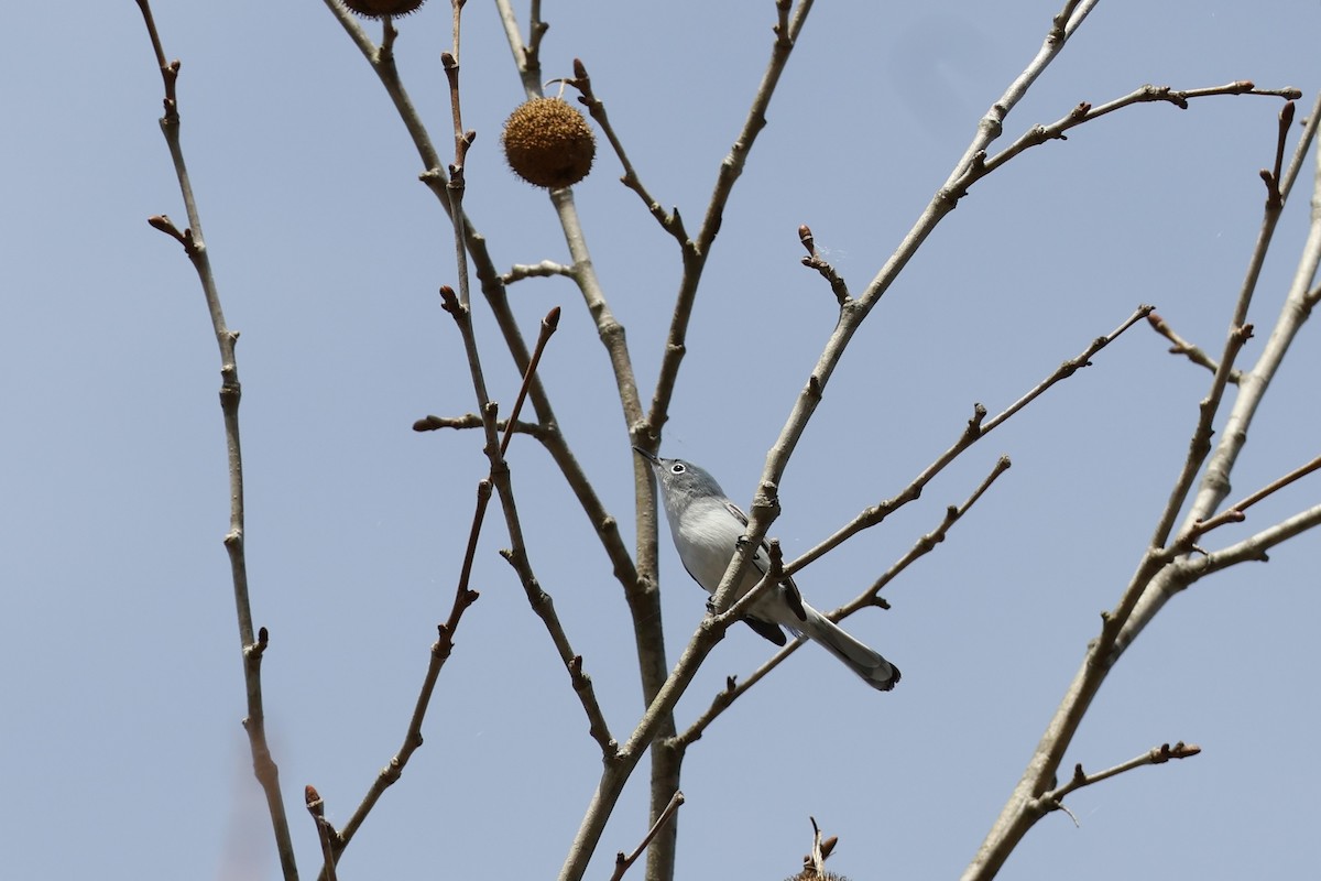 Blue-gray Gnatcatcher - ML652786302