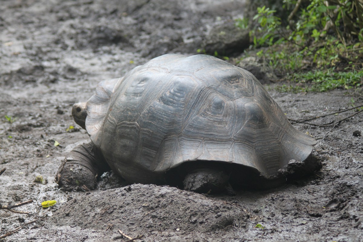 Tortue de Floreana - ML652786425