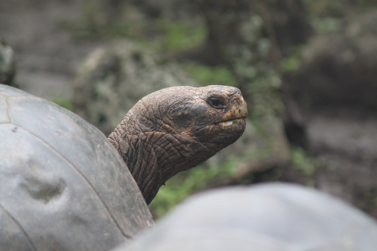 Tortue de Floreana - ML652786469