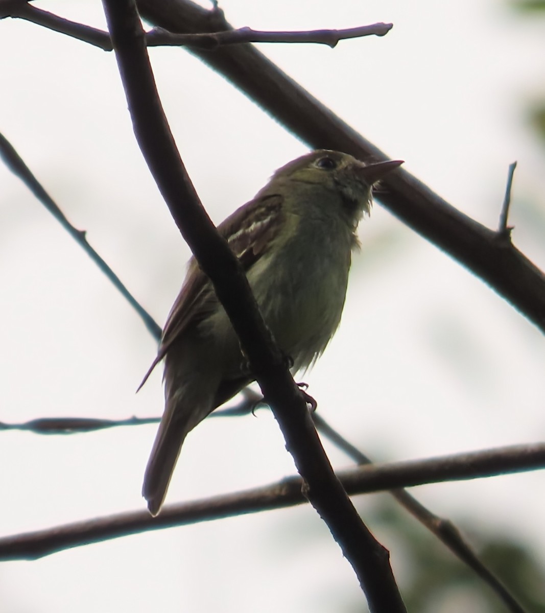 Піві-малюк жовточеревий - ML652786702