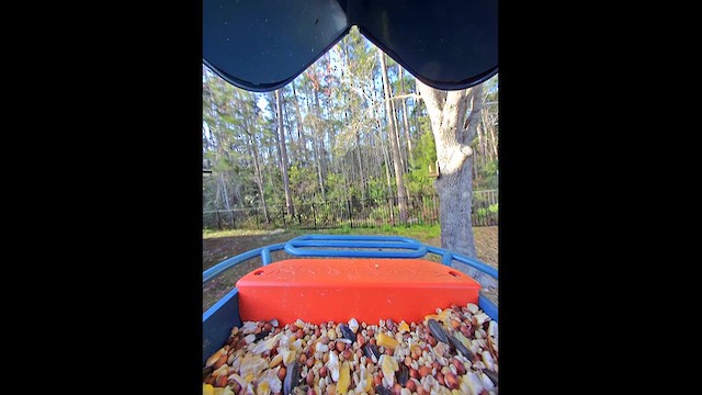 Indigo Bunting - ML652786985