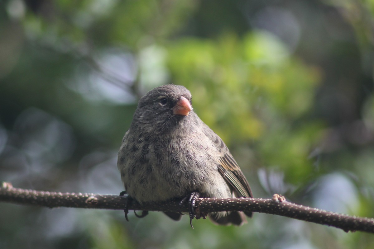 Géospize minuscule - ML652786989