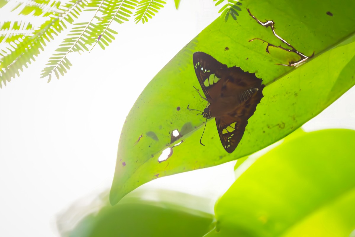 Swallowtails and Parnassians - ML652787326