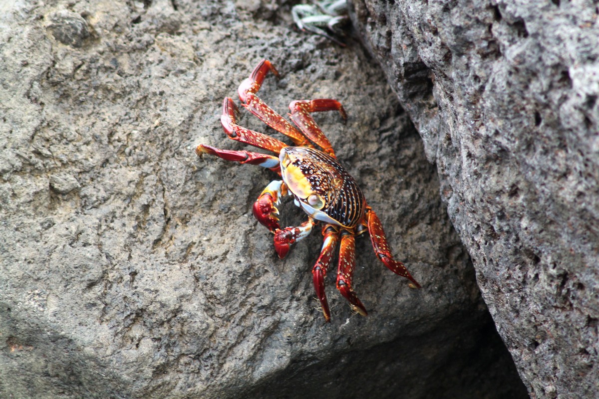 Grapse peint - ML652787407