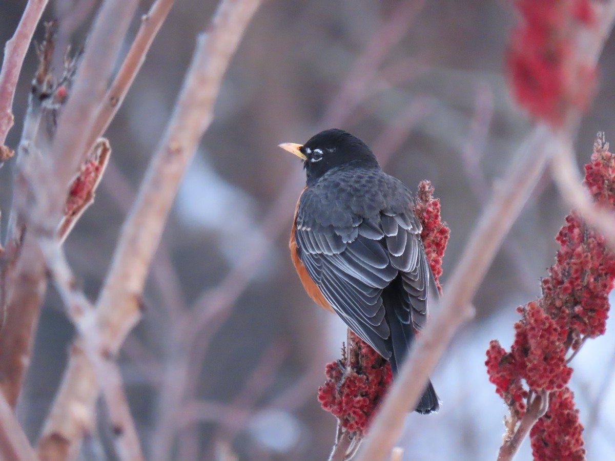 American Robin - ML652787501