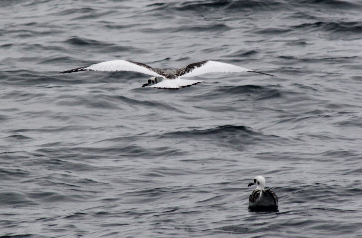 Mouette à queue fourchue - ML652787518