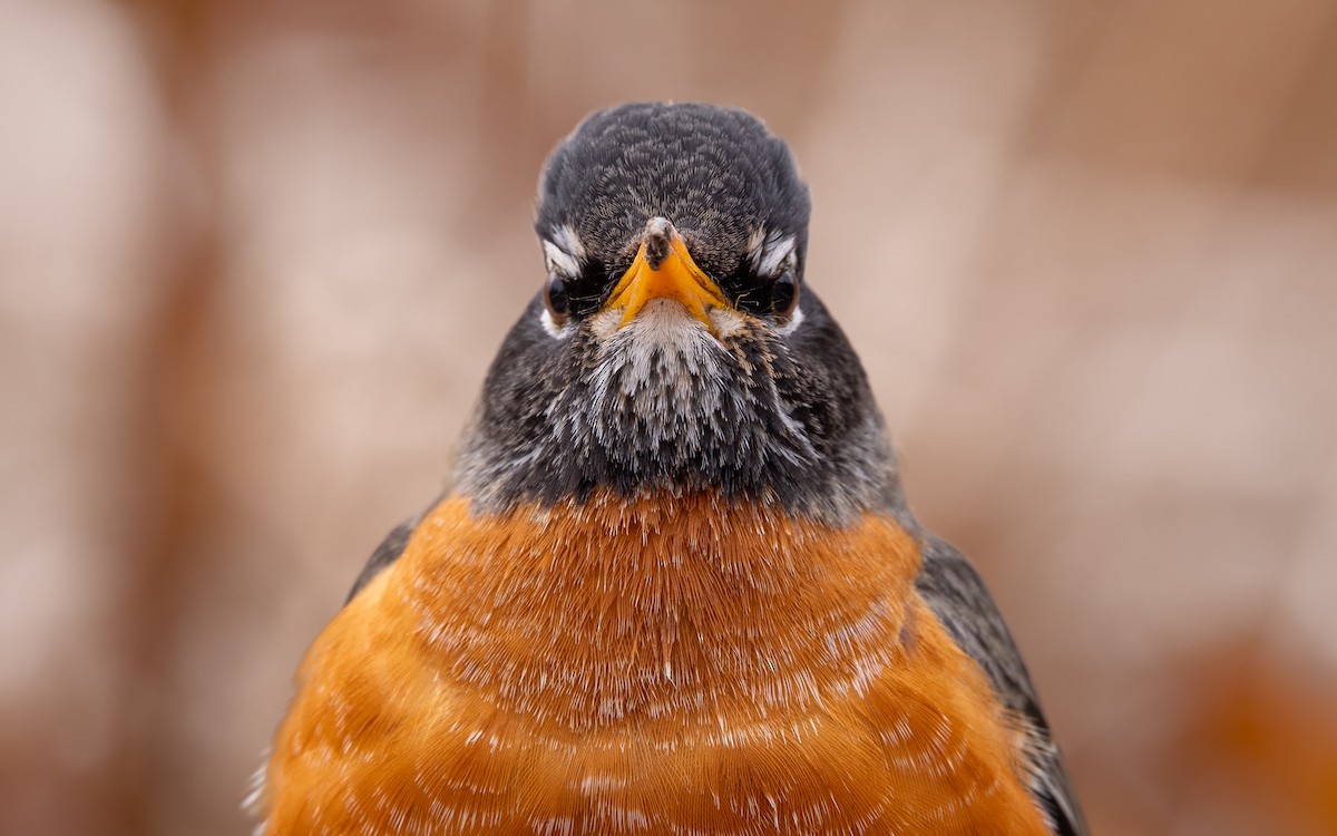 eBird Checklist - 14 Mar 2026 - Lyman Woods Forest Preserve - 18 species
