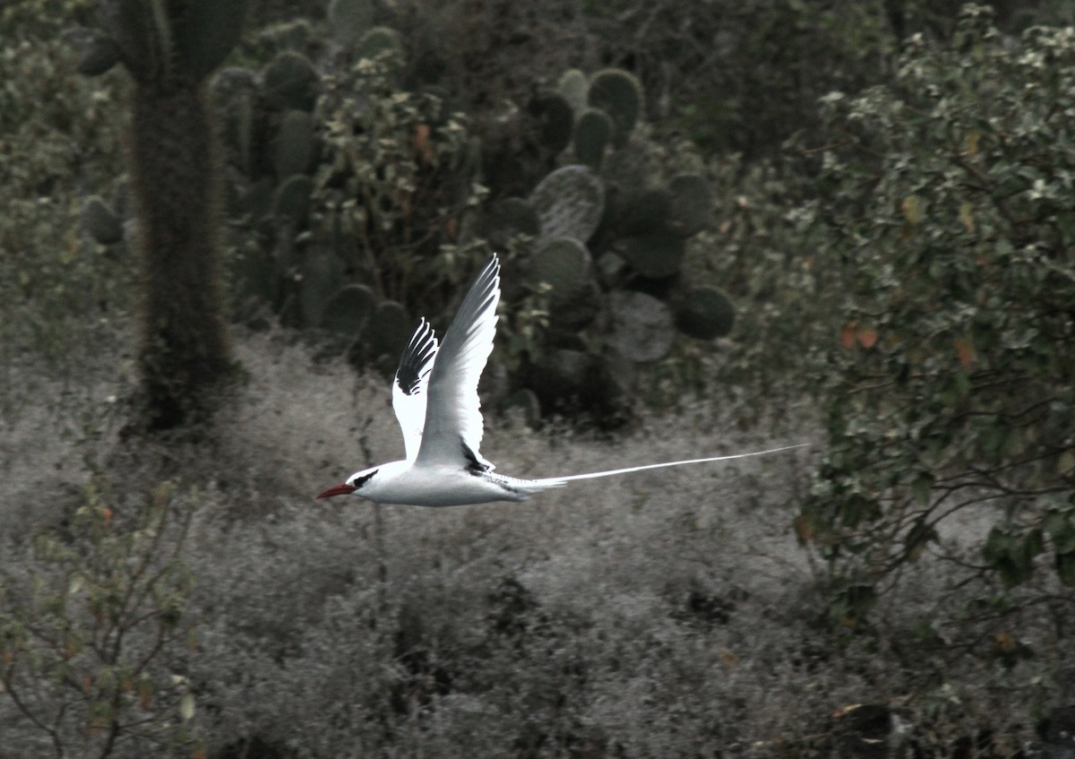 Phaéton à bec rouge - ML652787560